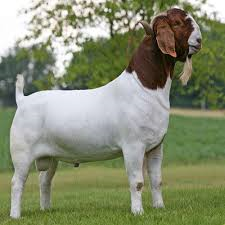 Boer Goats