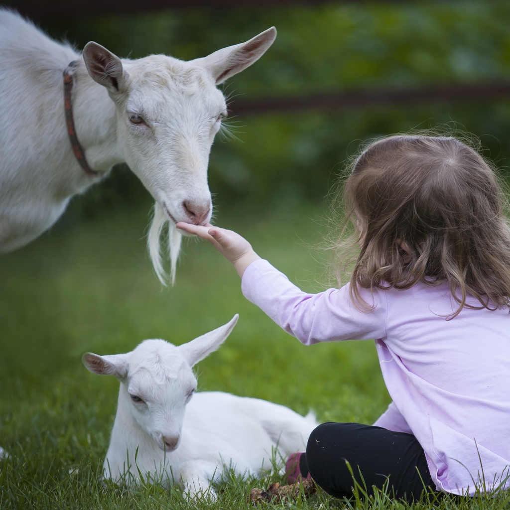 A Beginner's Guide to Goat Ownership Everything You Need to Know for a Healthy Herd