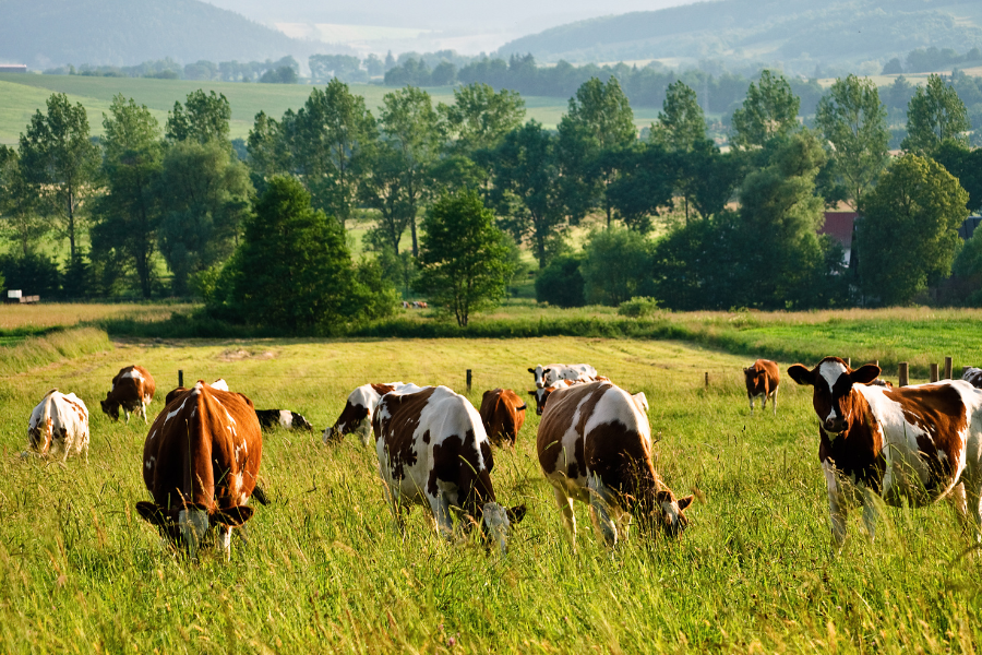 Small Scale Pasteurisers for Dairy Farms and Artisan Producers