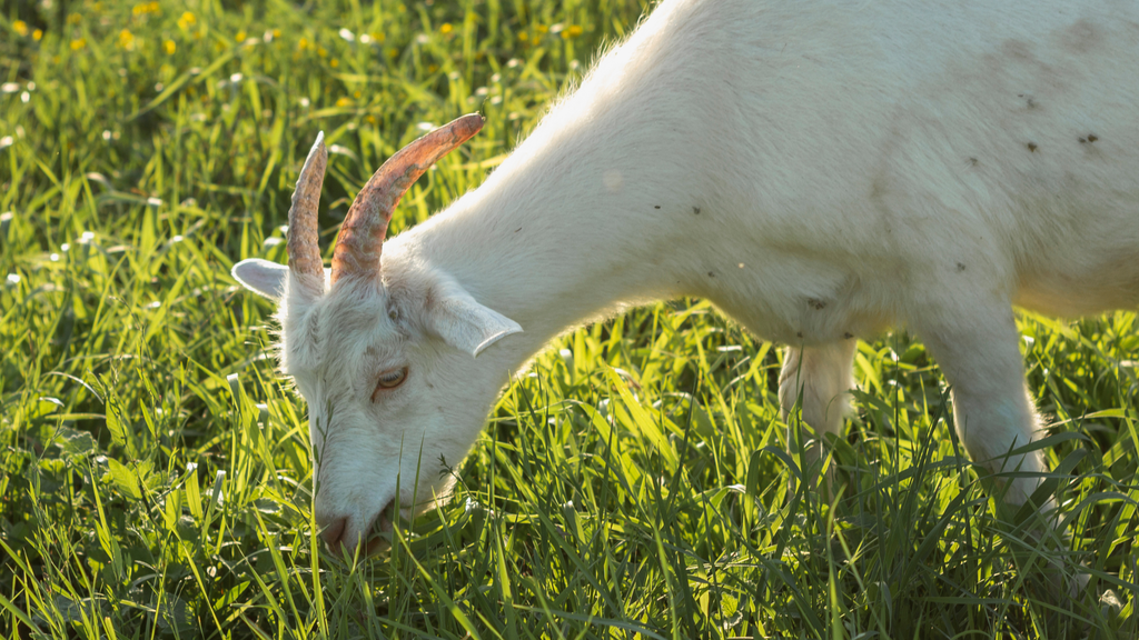 Small Farmers' Best Choice for Goat Nutrition - Expert nutrition for thriving goat herds