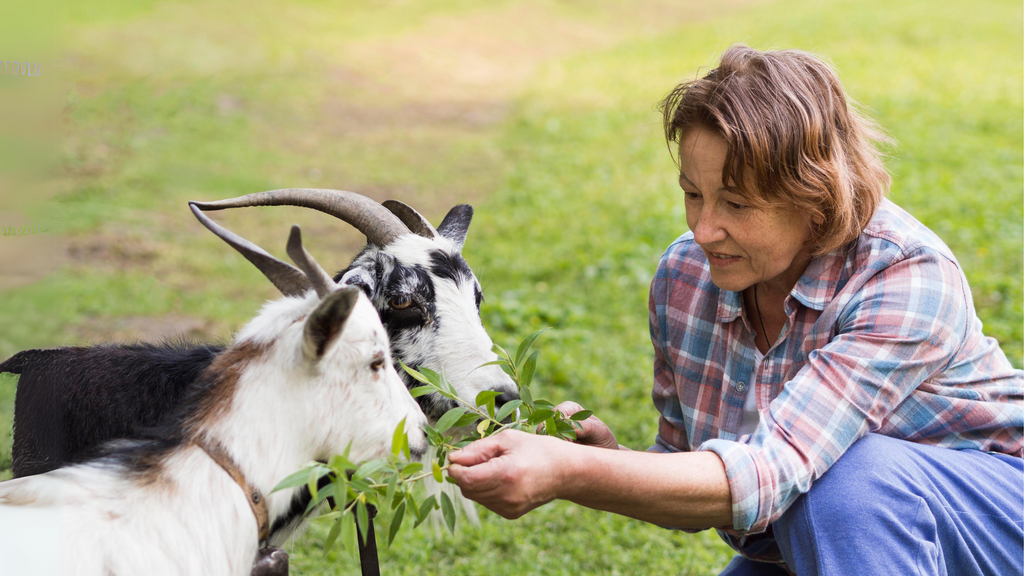 Premium Nutrition for Healthier Goats - Superior feed for boosting goat health