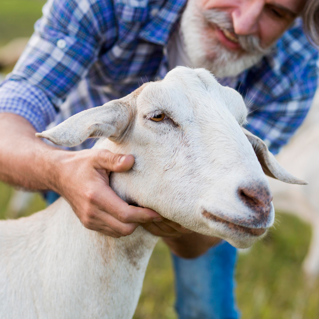 Enhance Your Herd's Health with Quality Goat Nutrition Feed and Supplements