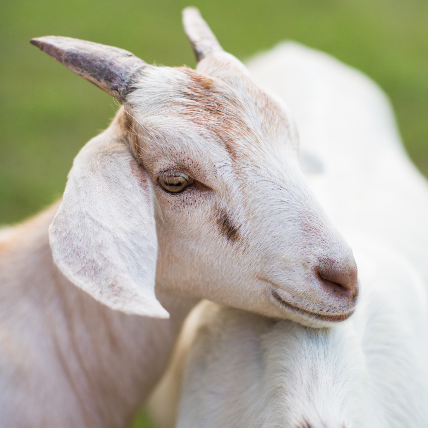 A Beginner's Guide to Goat Ownership Everything You Need to Know for a ...